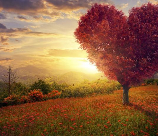 The Power of Love: How It Can Heal, Transform, and Empower