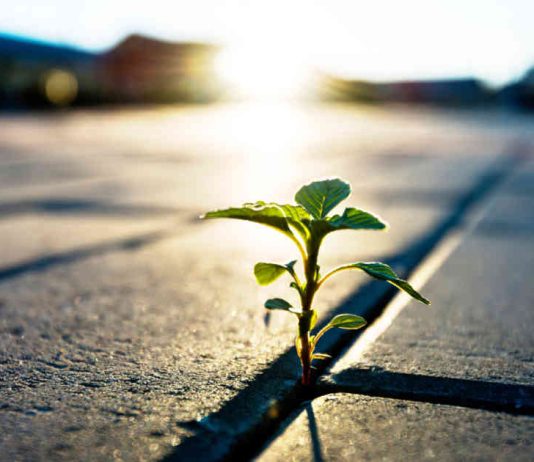 Stay Positive: Encouraging Quotes to Help You Overcome Adversity